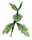 acantha leaf