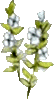 Cothinar Flower